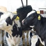 ComfortBrush for Calves Calf Brush is perfectly sized for your calves