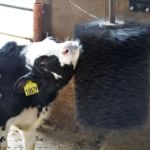 ComfortBrush for Calves Removes winter coats, exfoliates skin, helps reduce heat stress