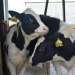 ComfortBrush for Calves Reduces weaning stress, eases transition to group housing and feeding