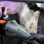 FutureCow Teatscrubber Prep System