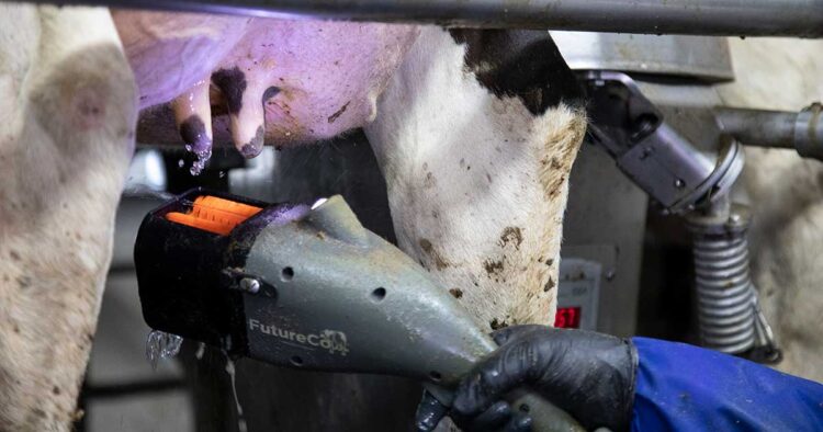 FutureCow Teatscrubber Prep System