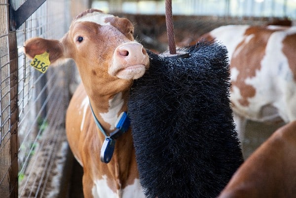FutureCow Stationary Cow Brush