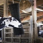 Using a ComfortBrush keeps cows calm and relaxed