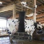 ComfortBrush reduces fly & parasite stress, keeps bioload off cows’ skin