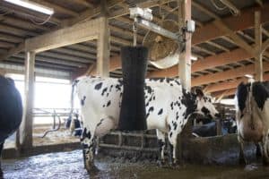 ComfortBrush reduces fly & parasite stress, keeps bioload off cows’ skin