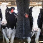 ComfortBrush keeps cows cleaner, improves skin health