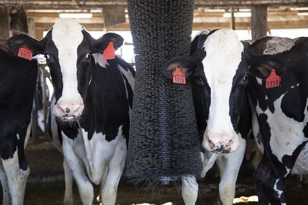 ComfortBrush keeps cows cleaner, improves skin health