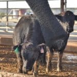 Cattle Brush reduces fly and parasite stress, keeping bioload off the skin