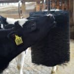 Reduces fly and parasite stress, keeping bioload off the calves’ skin