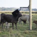 Stationary brush is perfect for keeping your cows and cattle clean and happy