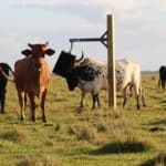 Stationary Brush lowers stress and provides fly and parasite relief