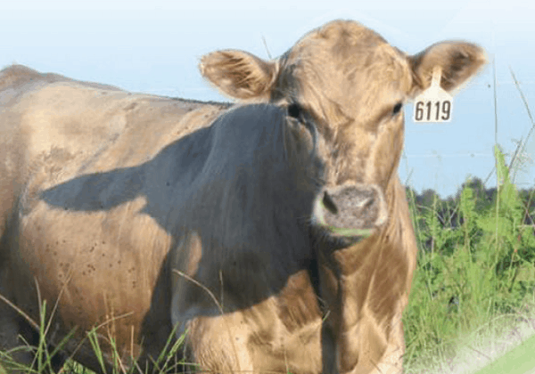 White Angus Semen Available for Global Shipping