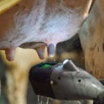 FutureCow Teatscrubber Teat Prep System