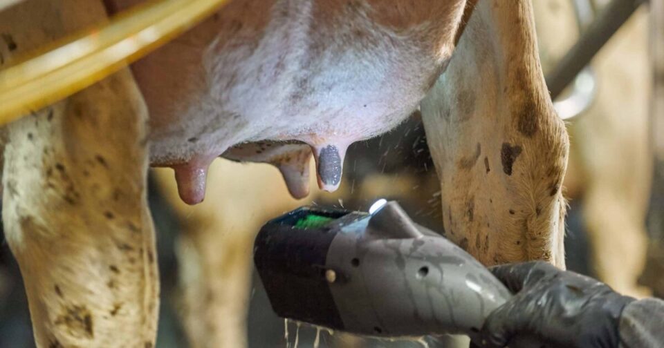 FutureCow Teatscrubber Teat Prep System