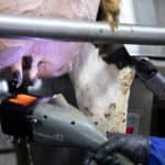 FutureCow Teatscrubber Teat Prep System