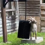 Pigmy goats love using the brush to scratch their itch.