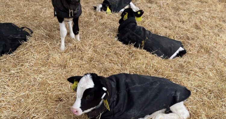 Keep your babies warm in HUGS