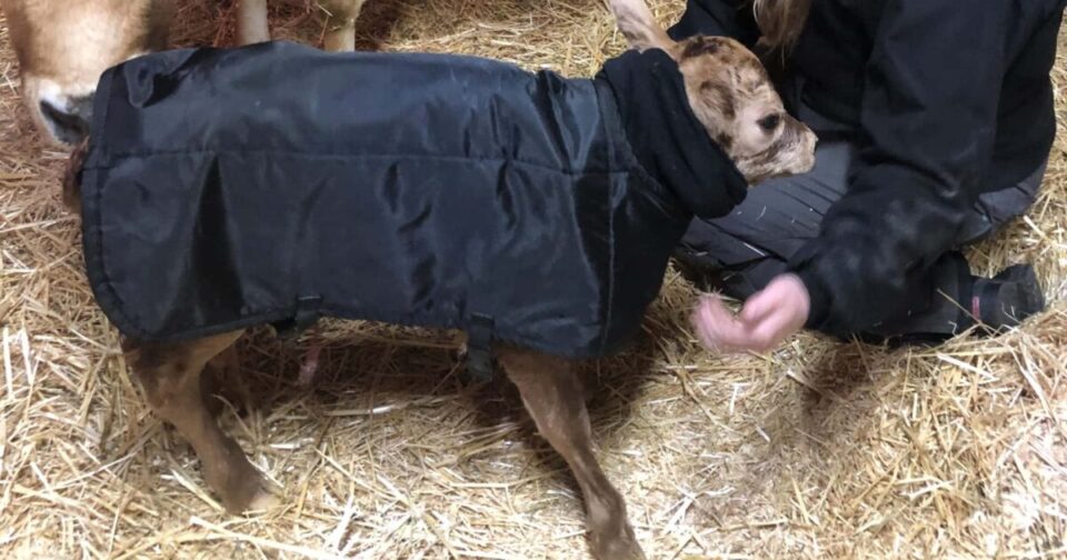 Adjustable straps for a closer fit.