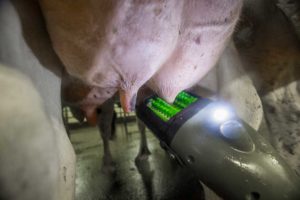 FutureCow TeatScrubber