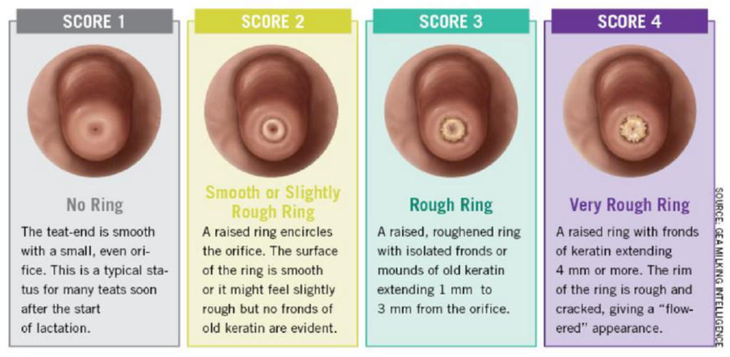 Teat scoring