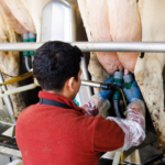 Dairy worker attaching milking equipment to a Holstein cow in a milking parlor.