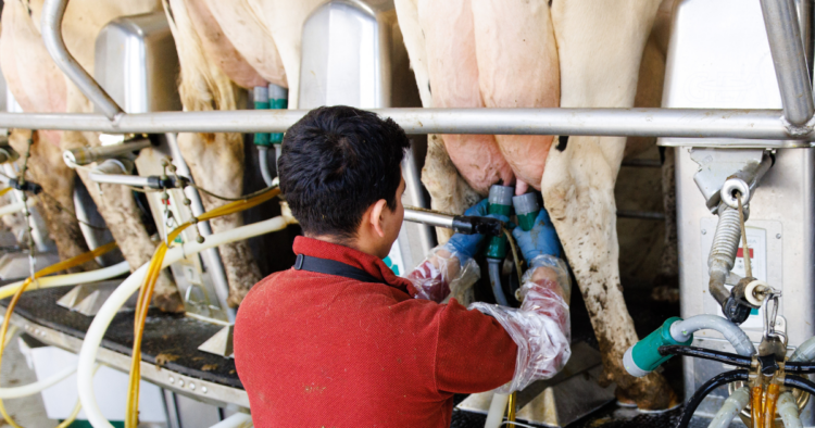 Dairy worker attaching milking equipment to a Holstein cow in a milking parlor.