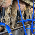 Dairy cows being milked in a modern milking parlor.