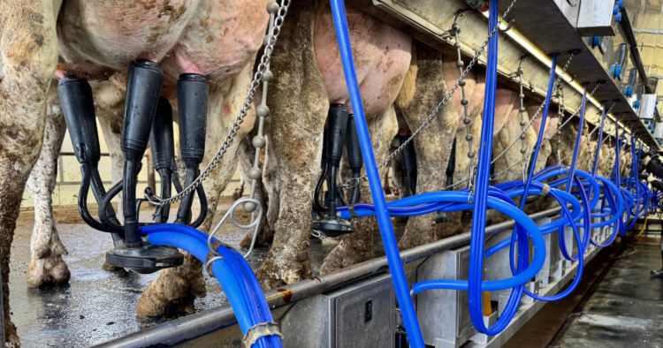 Dairy cows being milked in a modern milking parlor.