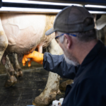 Dairy worker stripping out a teat before milking.