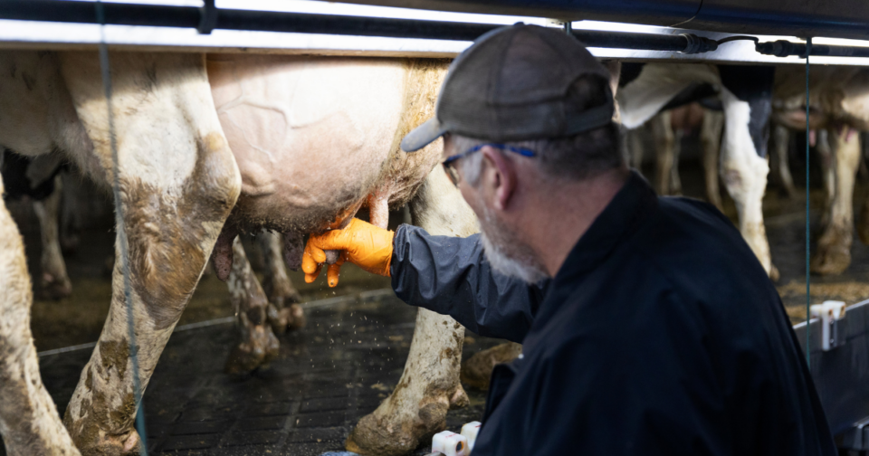 Dairy worker stripping out a teat before milking.