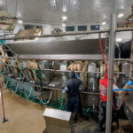 Workers milking cows in a modern dairy parlor.