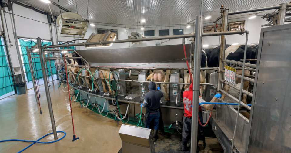 Workers milking cows in a modern dairy parlor.
