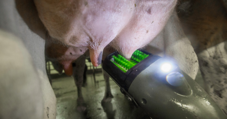 Teatscrubber cleaning a cow's teats