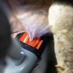 Teatscrubber cleaning and stimulating a cow’s teats.