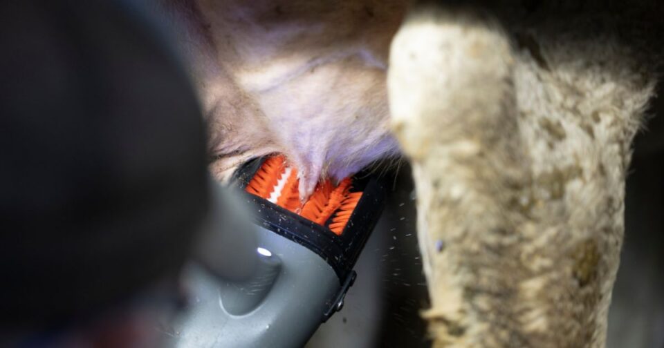 Teatscrubber cleaning and stimulating a cow’s teats.