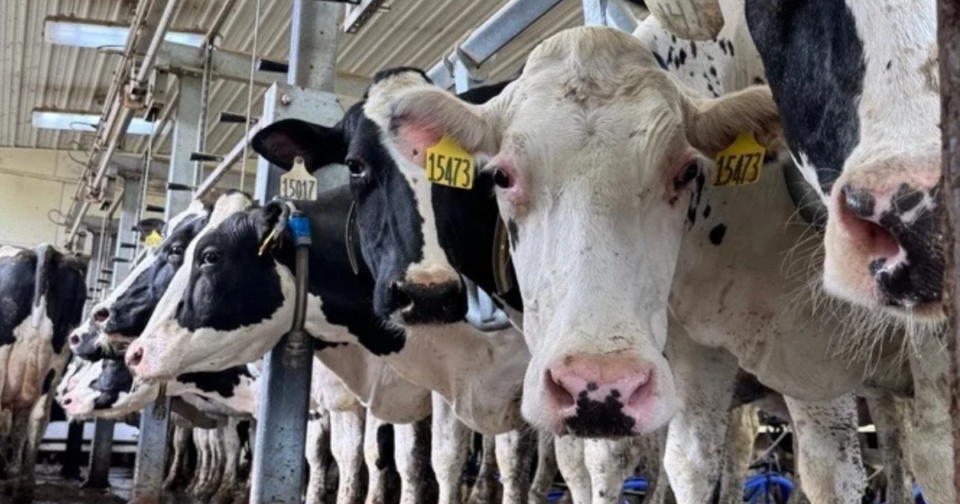 Dairy cows standing in a parlor.
